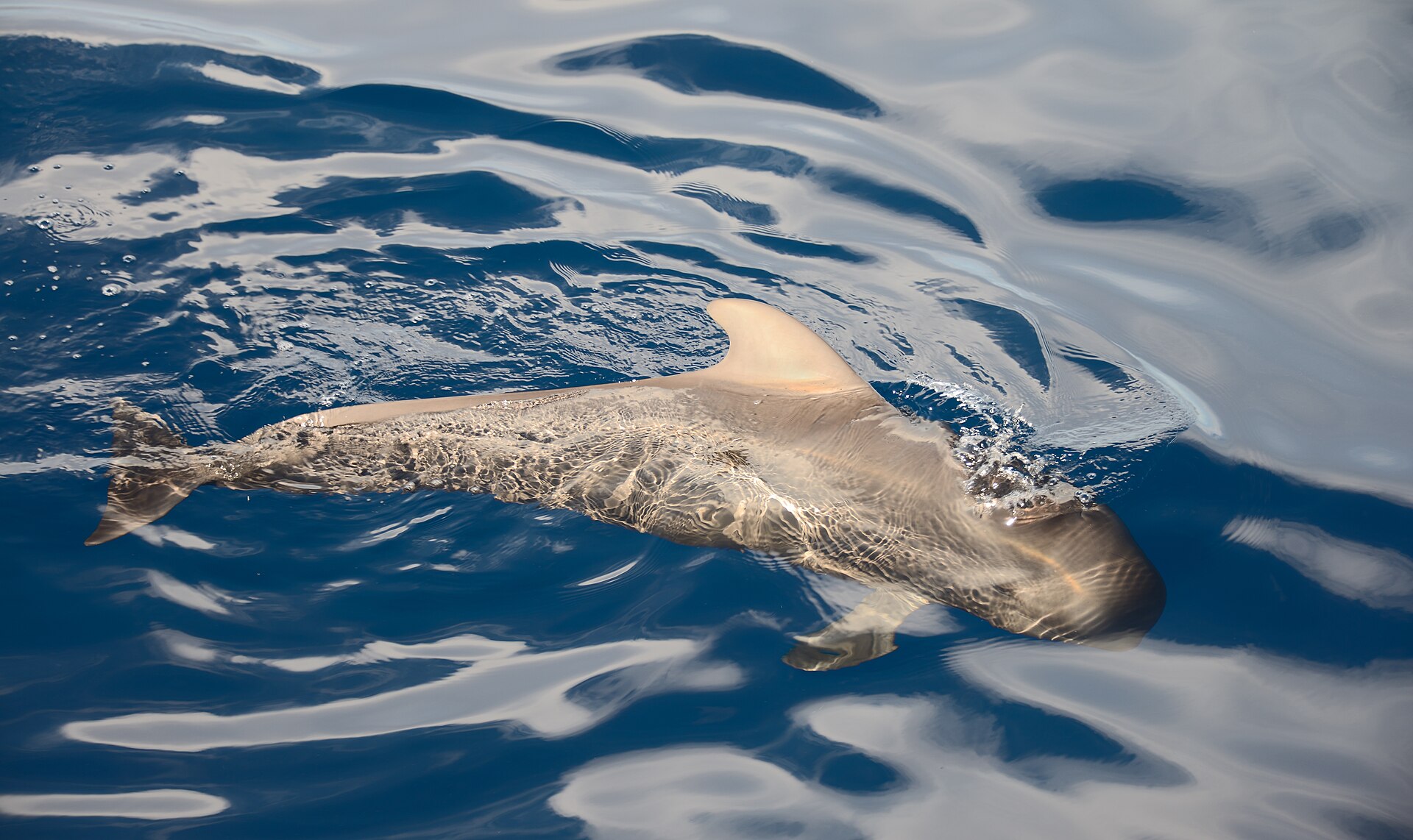 Barca: delfini e balene